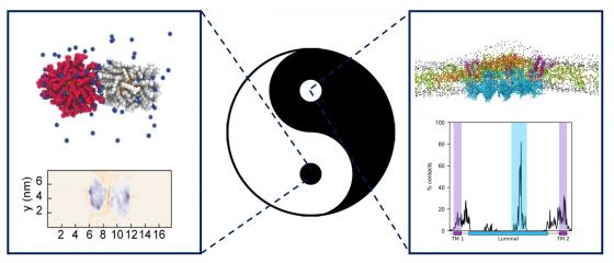The yin and yang of hydrophilic and hydrophobic forces in nanomaterials and cellular biology