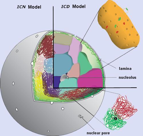 nucleus