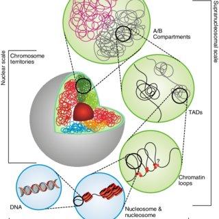 chromatin