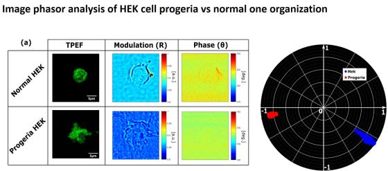 Bimodal microscopy  