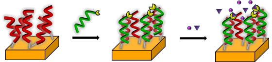 Schema di un biosensore a DNA