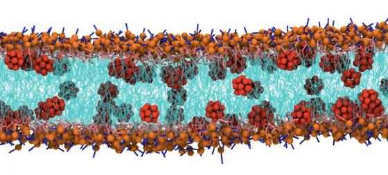 Interazione tra nanomateriali sintetici e membrane biologiche