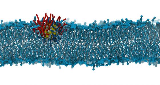 A monolayer-protected gold nanoparticle entering the core of a lipid bilayer