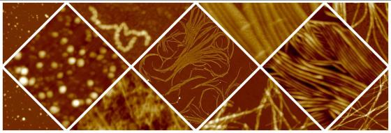 Different steps of the aggregation process observed by atomic force microscopy