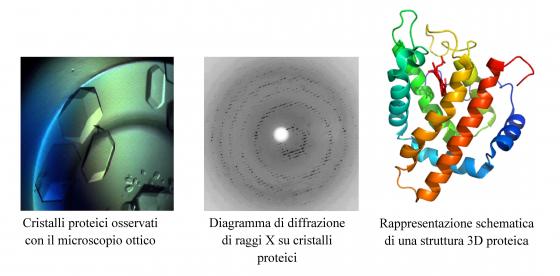 Struttura 3D delle proteine mediante diffrazione dei raggi X su campioni cristallini o in soluzione