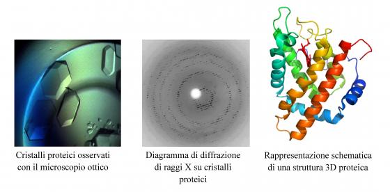 3D-protein structure determination through X-ray diffraction on crystals and solution specimens